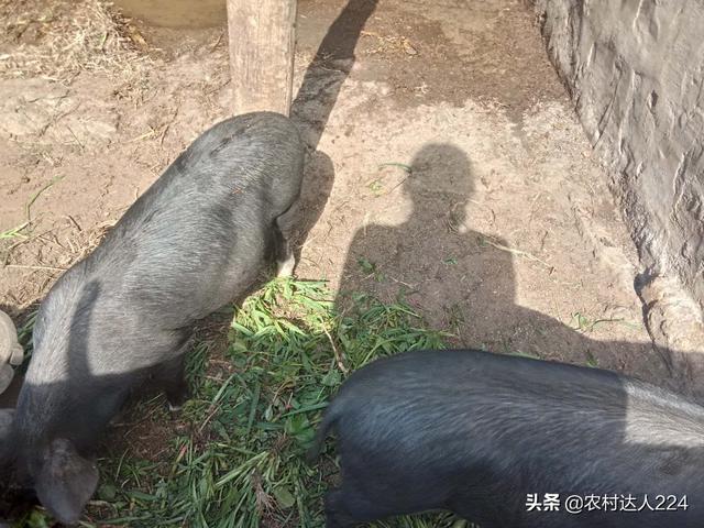 傢養的豬肥肉多瘦肉少什麼原因 散養什麼豬瘦肉最多