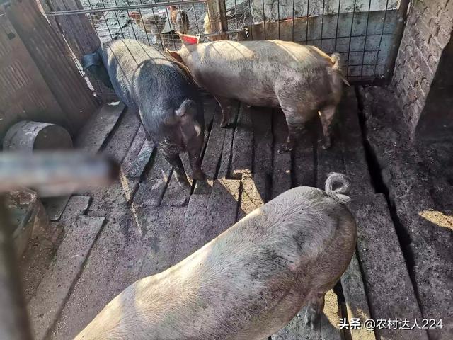 傢養的豬肥肉多瘦肉少什麼原因 散養什麼豬瘦肉最多