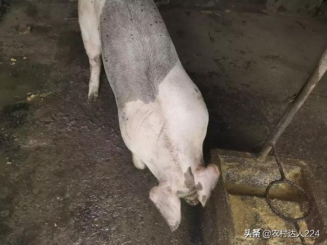 豬大便幹結吃雜物什麼原因 豬拉幹糞怎麼治療