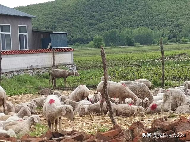 小羊前腿一直跪著的原因 羊病前腿跪地吃食怎麼治