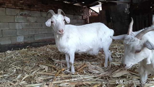 羊大腦炎是怎麼引起的 大母羊腦炎的治療方法