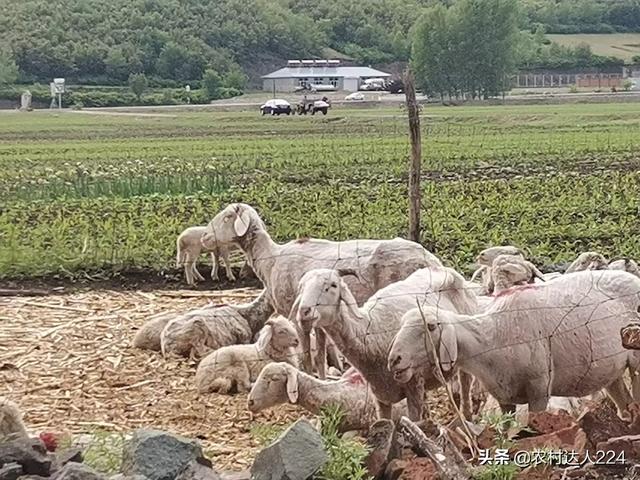 喂飼料的養斷料還能養嗎 羊吃精飼料長得快嗎