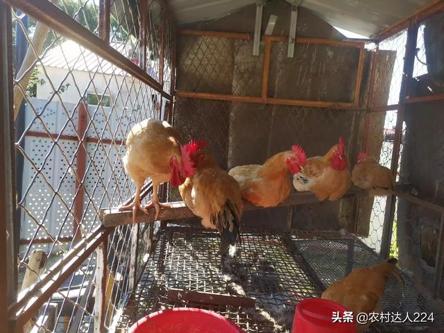 雞吃什麼飼料長得快 雞吃飼料會生病或死亡怎麼回事