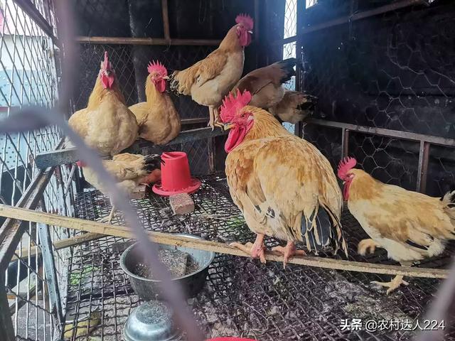 雞吃什麼飼料長得快 雞吃飼料會生病或死亡怎麼回事