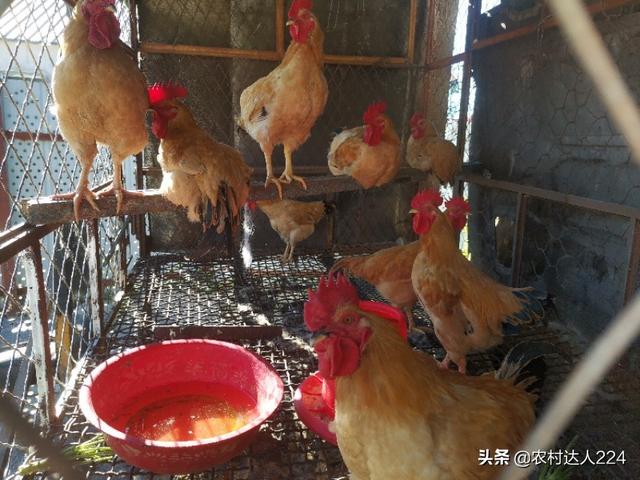 雞吃什麼飼料長得快 雞吃飼料會生病或死亡怎麼回事