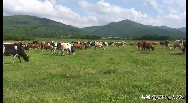 養雜交牛和土黃牛哪個好 土黃牛與雜交黃牛區別