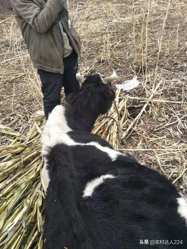 夏洛萊母牛流產胎盤不下來咋辦 母牛流產胎衣不脫落怎麼辦