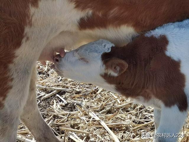 母牛斷奶怎麼處理 母牛斷奶用什麼方法可以快速回奶