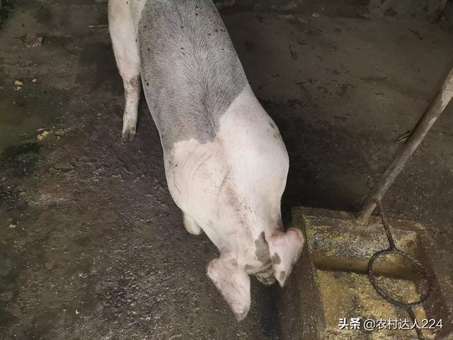 後備母豬能不能喂育肥豬飼料 後備母豬飼養管理