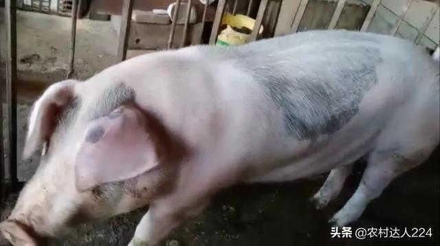 後備母豬能不能喂育肥豬飼料 後備母豬飼養管理