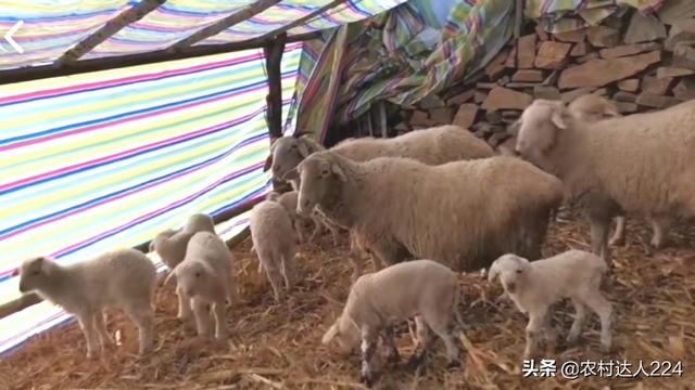 農村養羊有前景如何 2023年散養羊到底賺不賺錢