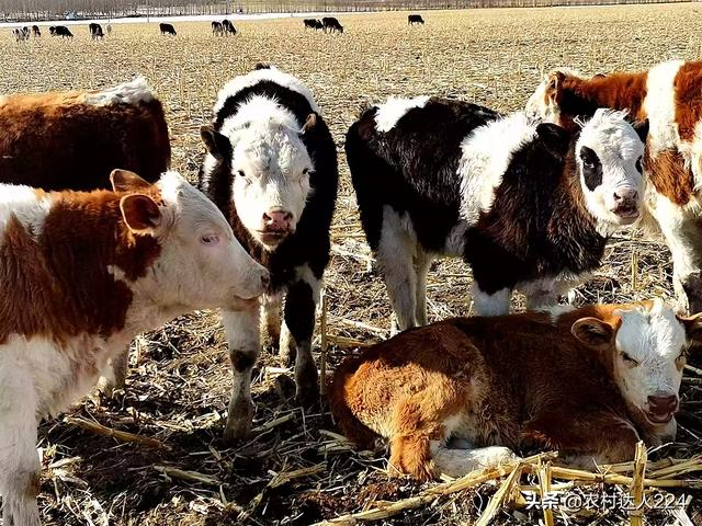 農村養牛不蓋牛棚行嗎 圍欄式露天散養牛行得通嗎