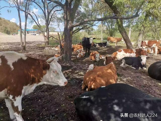 農村養牛不蓋牛棚行嗎 圍欄式露天散養牛行得通嗎