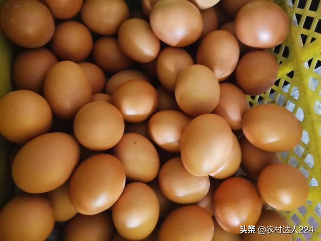 蛋雞產小蛋是什麼原因 母雞下的蛋很小是怎麼回事