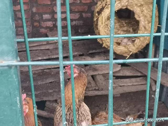 蛋雞產小蛋是什麼原因 母雞下的蛋很小是怎麼回事