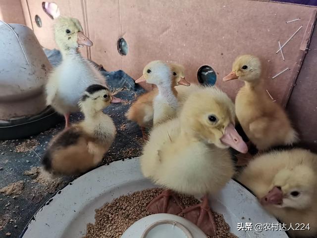 小鵝要喝多少天涼開水 小鵝一天需要喂幾次水 小鵝要喝多少天涼開水 小鵝一天需要喂幾次水