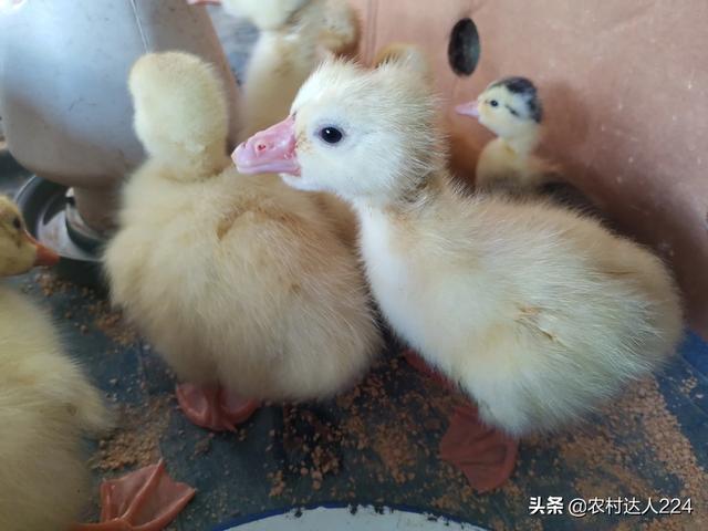 小鵝要喝多少天涼開水 小鵝一天需要喂幾次水 小鵝要喝多少天涼開水 小鵝一天需要喂幾次水