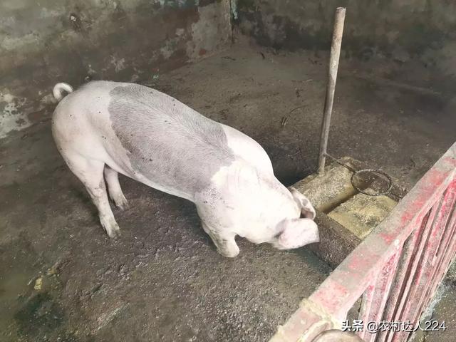 小豬突然瘸腿怎麼回事 剛出生小豬腿瘸瞭什麼情況