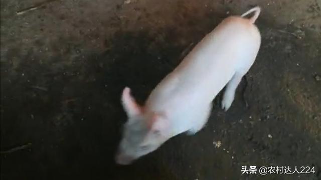 小豬突然瘸腿怎麼回事 剛出生小豬腿瘸瞭什麼情況