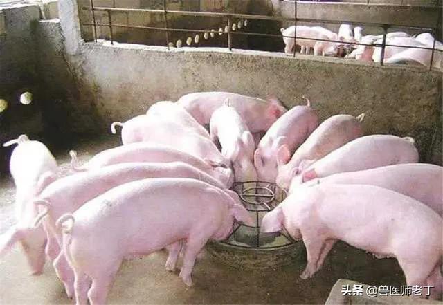 新手養豬怎麼減少病情 科學養豬與豬病防治大全