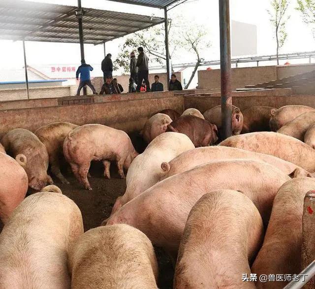 養豬怎麼管理少生病 農村新手養豬怎麼預防常見病