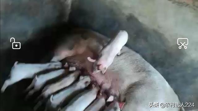 什麼品種母豬產仔最多 揭秘母豬多產仔的正確方法
