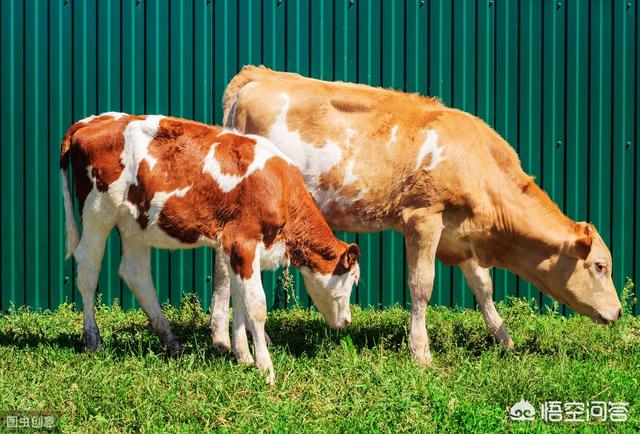 母牛把胎盤吃瞭會有什麼後果 怎麼防止牛吃胎盤