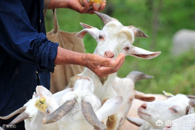 山羊一窩產幾隻小羊羔 一隻母山羊一年正常產多少小羊