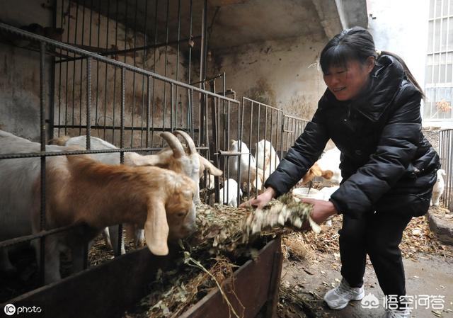 養殖波爾山羊前景怎麼樣 養波爾山羊成本和利潤有多少