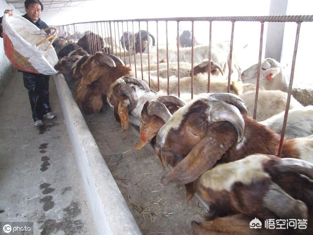 養殖波爾山羊前景怎麼樣 養波爾山羊成本和利潤有多少