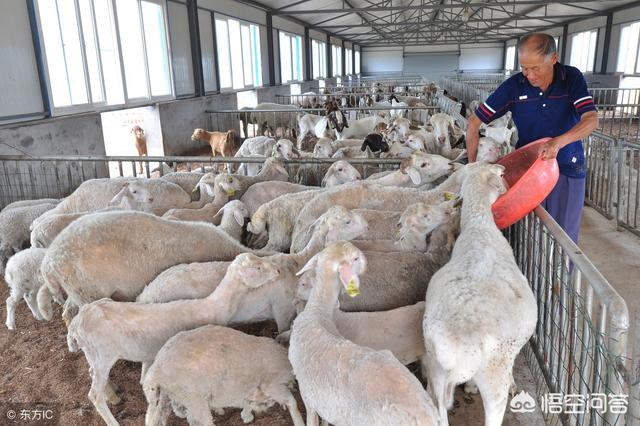 小蘇打在羊飼料中的用量 小蘇打和羊的飼料搭配比例