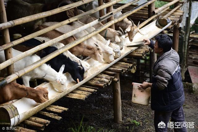 小蘇打在羊飼料中的用量 小蘇打和羊的飼料搭配比例