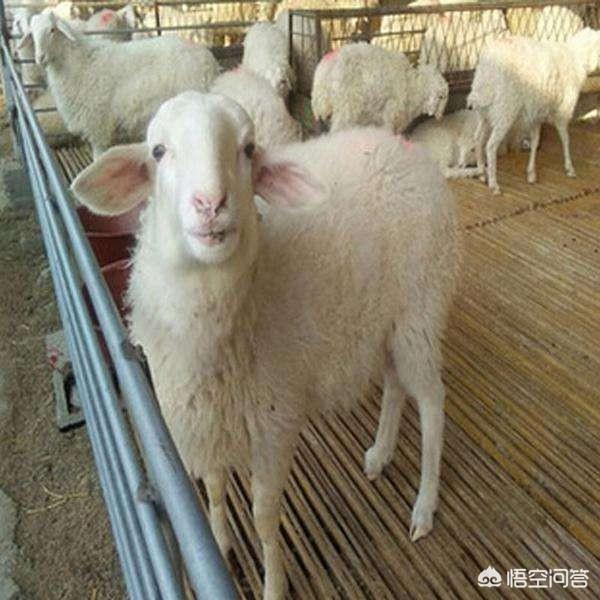 規模養羊的羊場建設 如何快速擴大養羊場規模