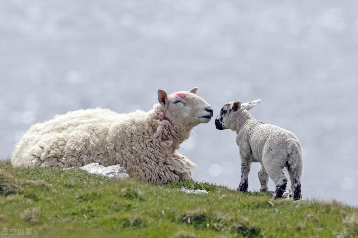 母羊產子後多久可以配種 母羊下崽後多長時間能受孕