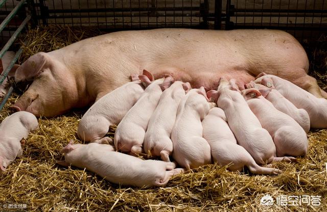 母豬一個月返情什麼原因 母豬返情流白分泌物處理方法