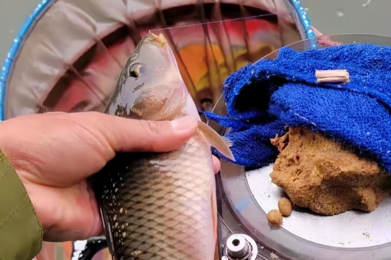 谷麥釣鯉魚最新配方 野釣鯉魚自制谷麥餌料的做法