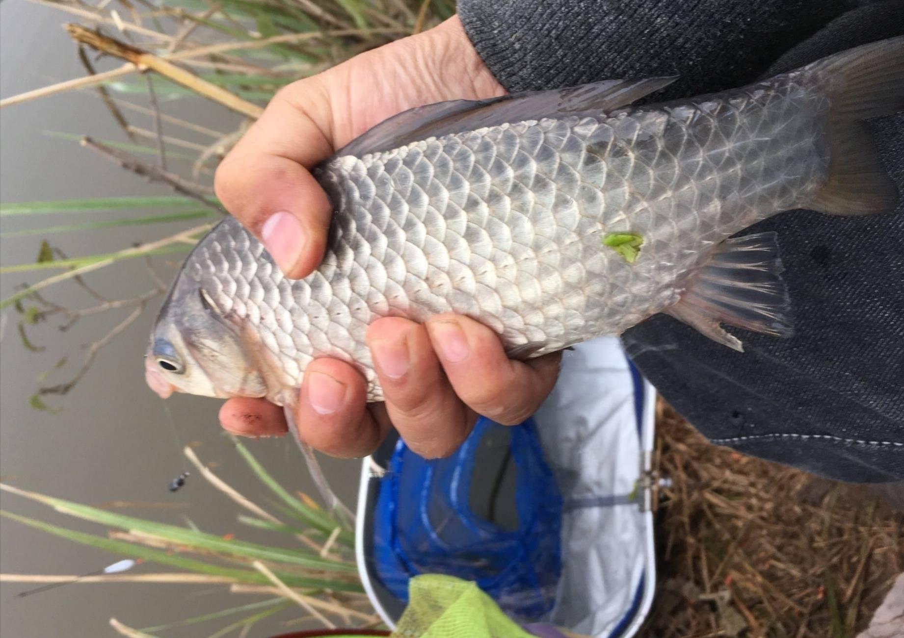 谷麥釣鯉魚最新配方 野釣鯉魚自制谷麥餌料的做法