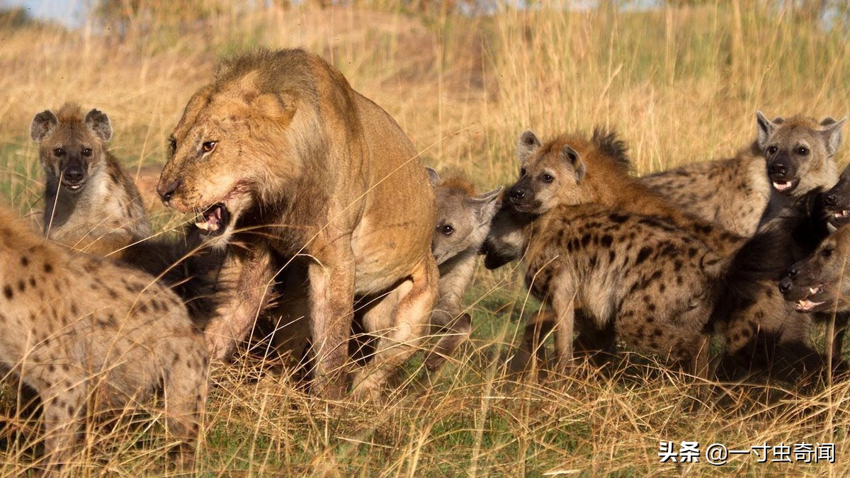 鬣狗為什麼掏肛 不知廉恥的鬣狗集體狩獵就愛掏肛