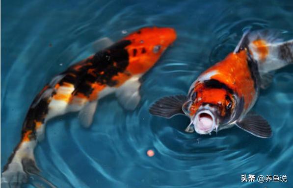 魚缺氧的癥狀有哪些 魚缸裡觀賞魚缺氧怎麼解決