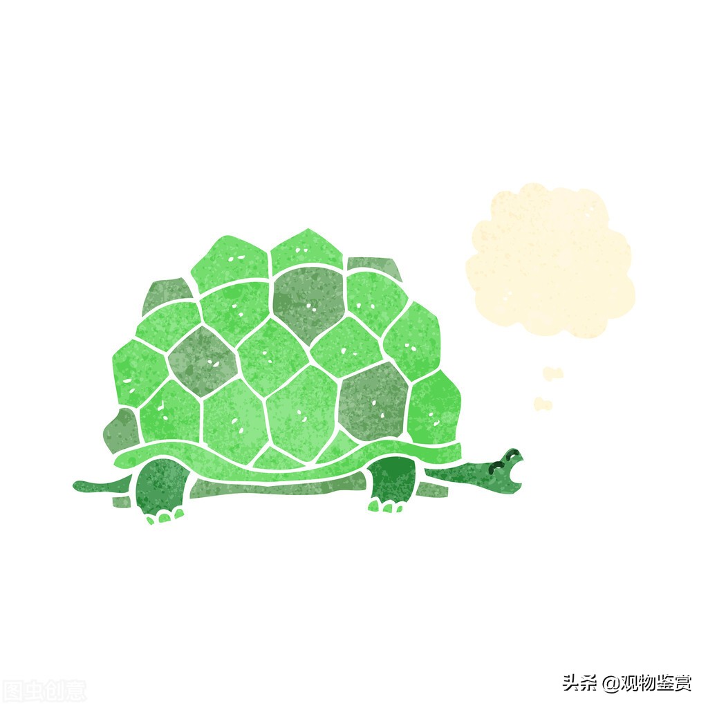 彩色的小烏龜養得活嗎 小烏龜背上塗顏料會減少壽命嗎