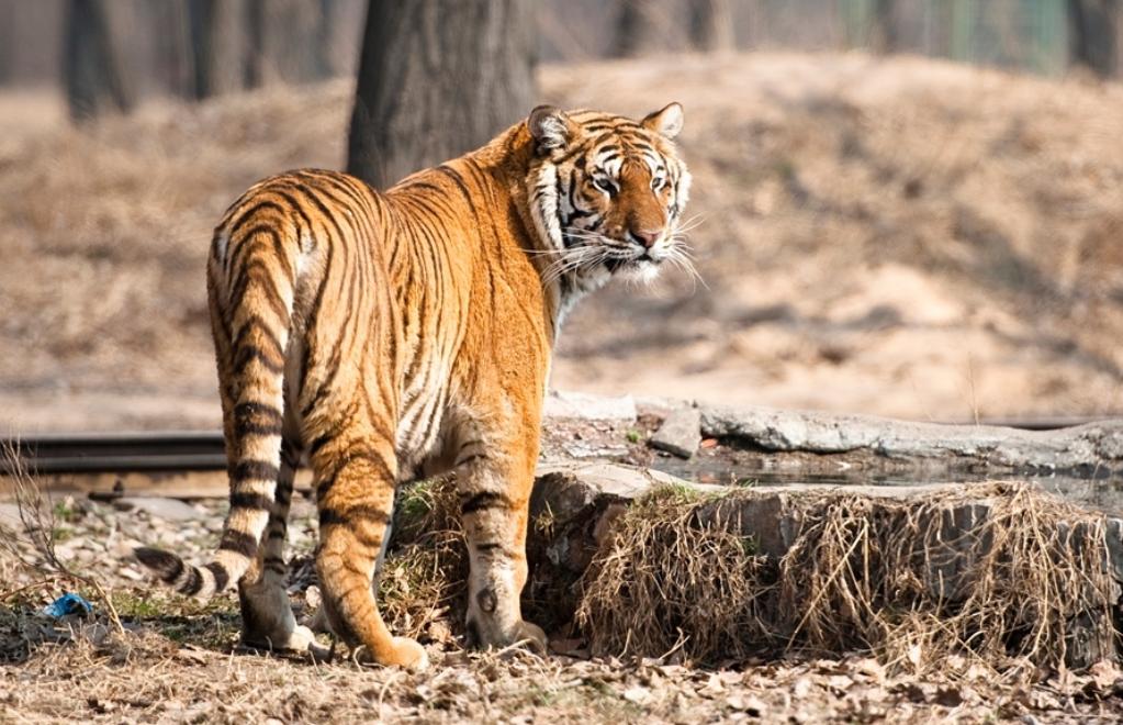 東北虎是幾級保護動物 東北虎是什麼級別野生保護動物