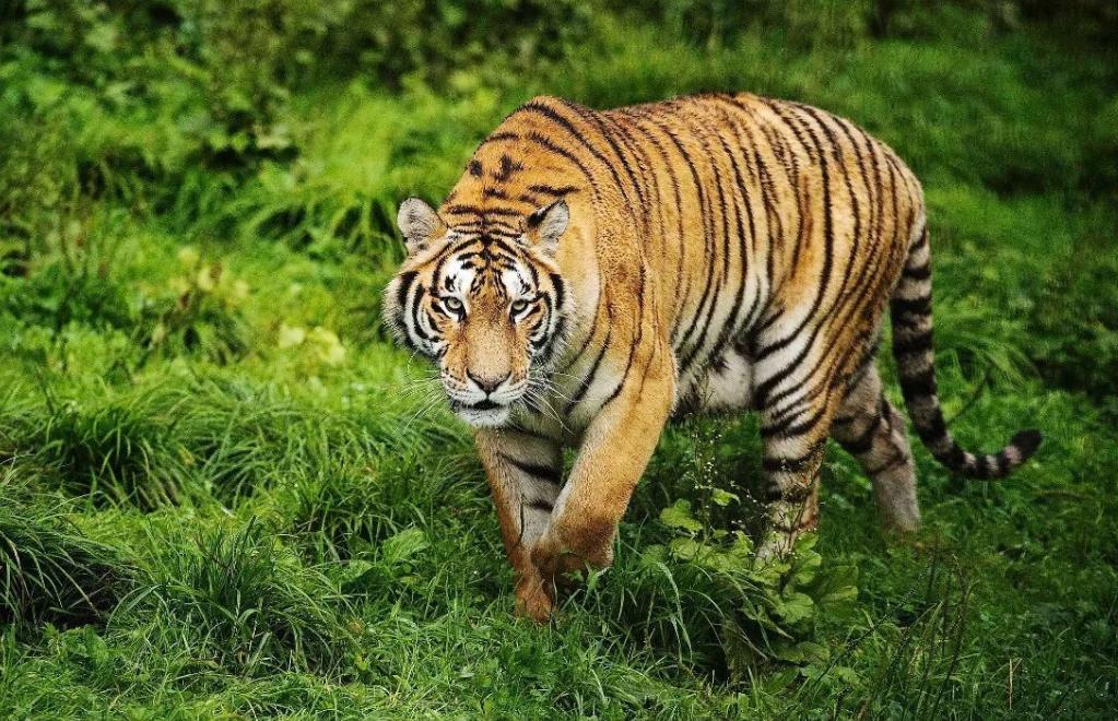 東北虎是幾級保護動物 東北虎是什麼級別野生保護動物