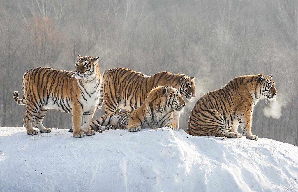 東北虎是幾級保護動物 東北虎是什麼級別野生保護動物