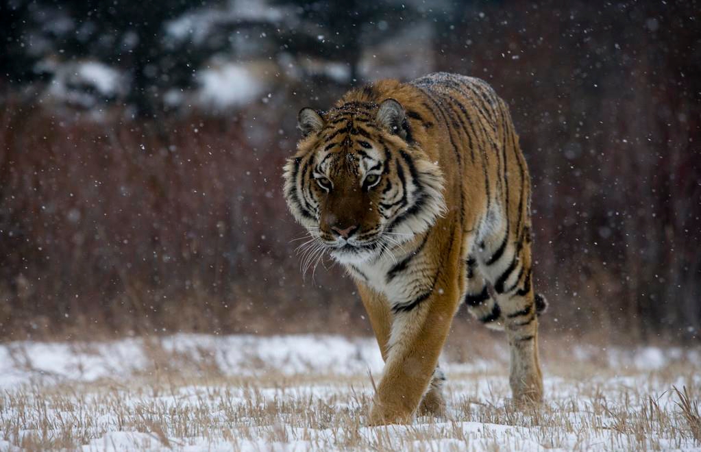 東北虎是幾級保護動物 東北虎是什麼級別野生保護動物