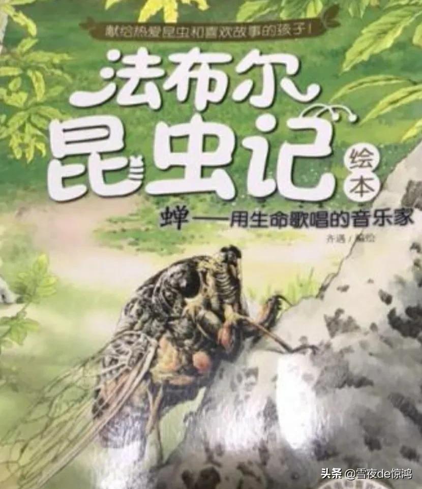 蜘蛛屬於哪類動物 蜘蛛屬於什麼綱什麼目的動物