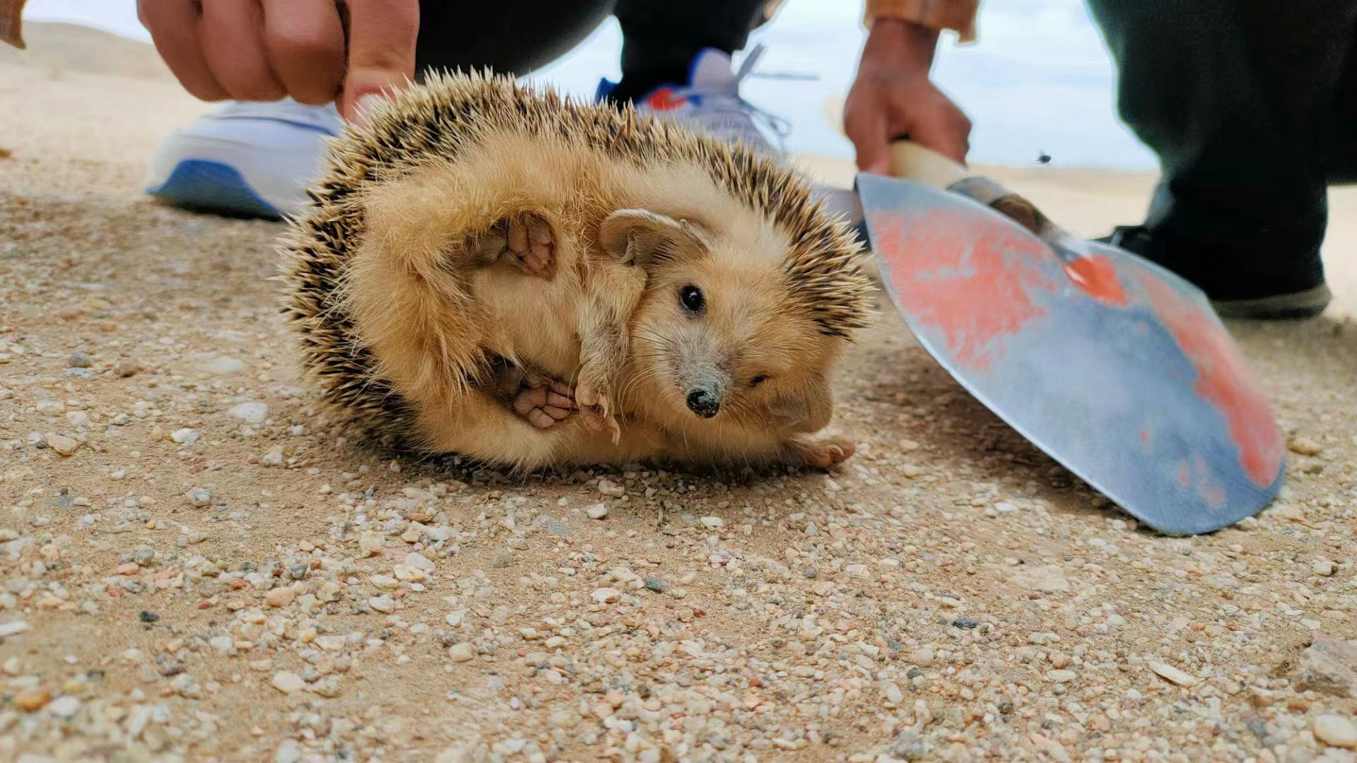 沙漠裡有什麼動物 中國敦煌沙漠裡代表性動物