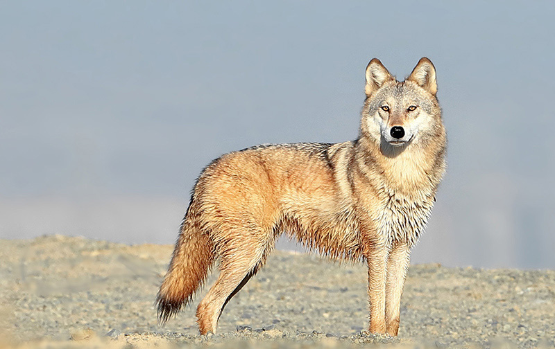 沙漠裡有什麼動物 中國敦煌沙漠裡代表性動物