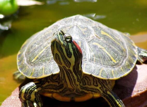 烏龜的智商相當於人的幾歲 智商最高的巴西龜有多聰明