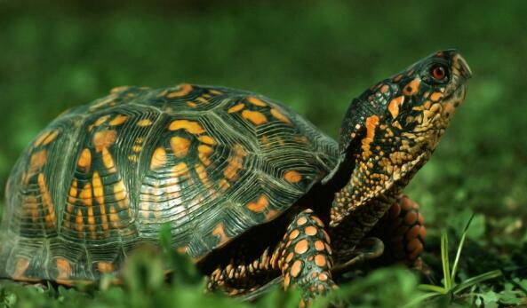 烏龜的智商相當於人的幾歲 智商最高的巴西龜有多聰明