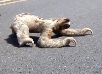 樹懶和水鬼的區別 樹懶跟水猴子是一種東西嗎